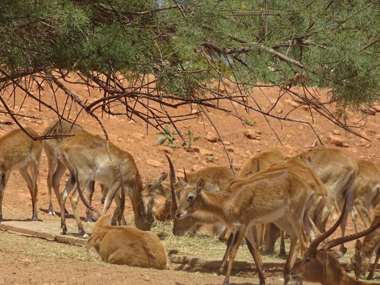 03/05/17 - Red lechwe