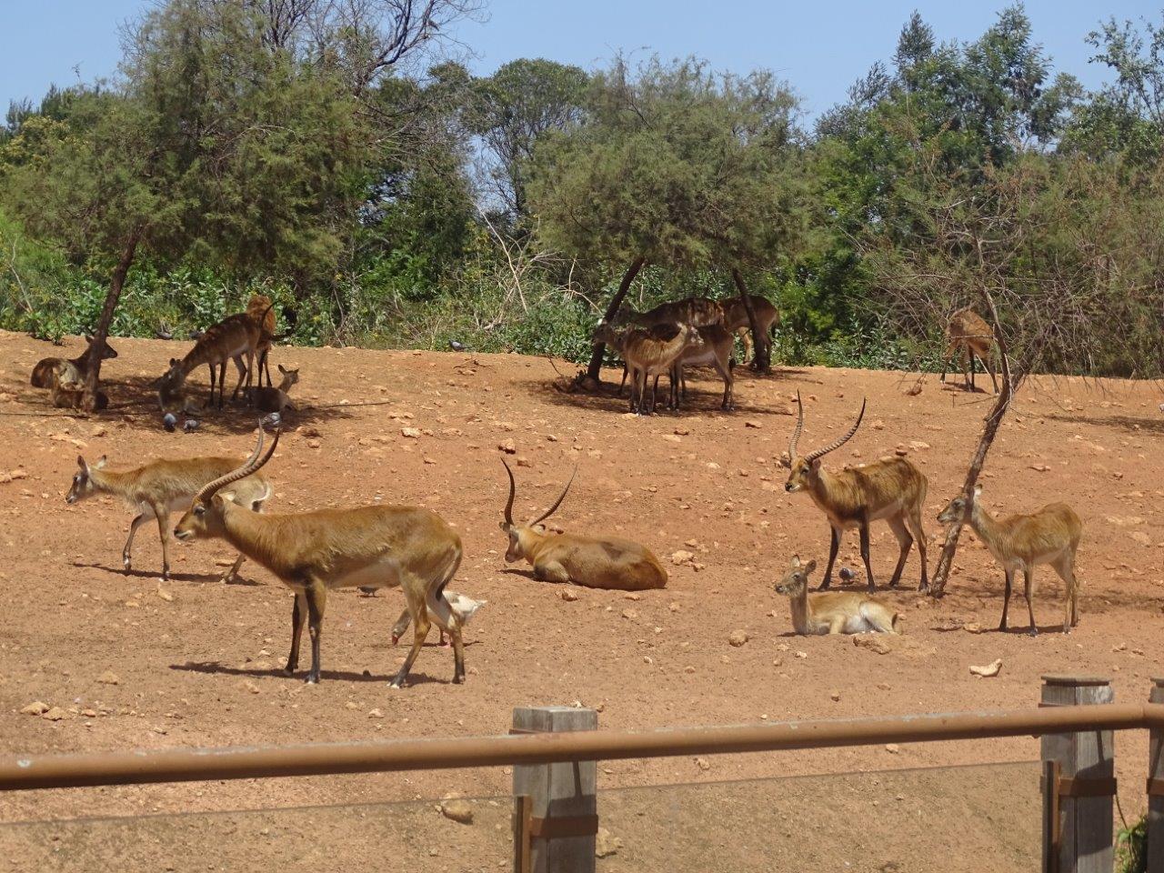 03/05/17 - Red lechwe