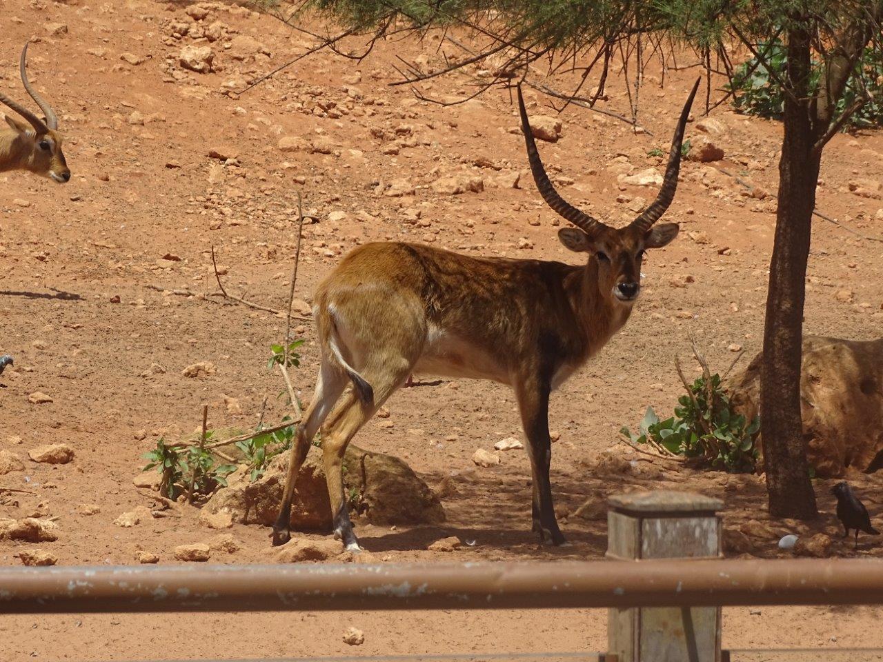 03/05/17 - Red lechwe