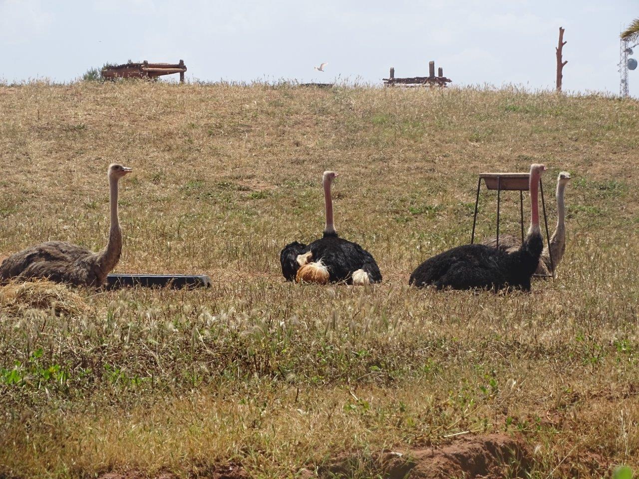 03/05/17 - Red-necked ostrich