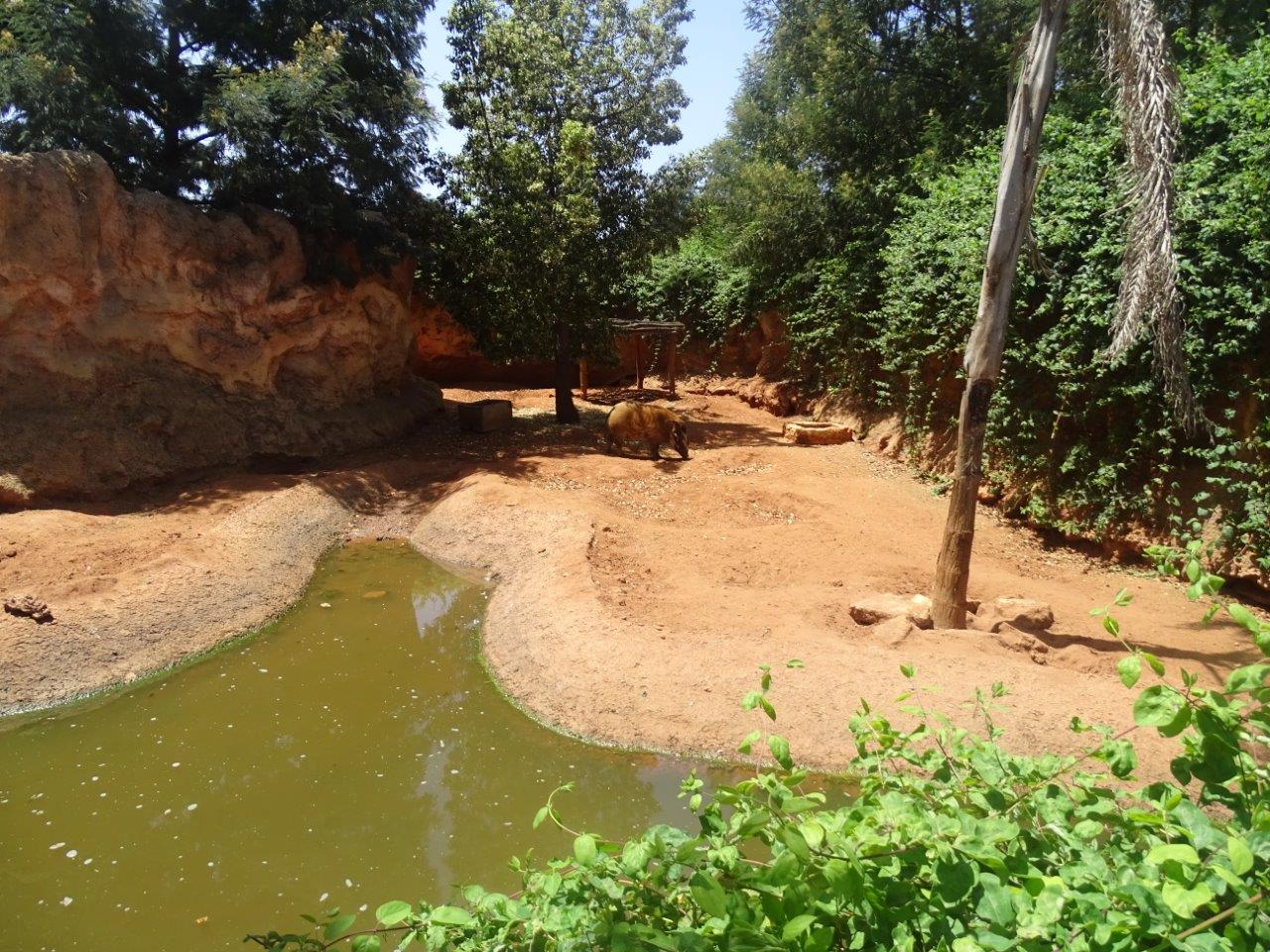 03/05/17 - Red river hog (exhibit)