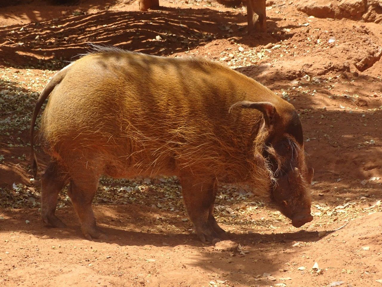 03/05/17 - Red river hog