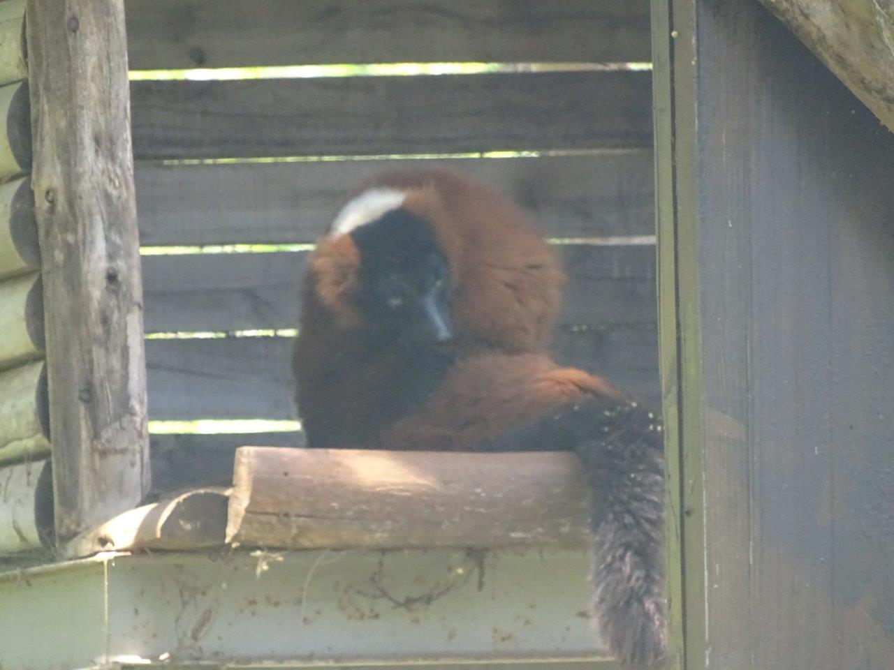 03/05/17 - Red ruffed lemur