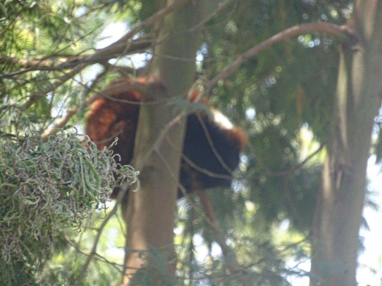 03/05/17 - Red ruffed lemur