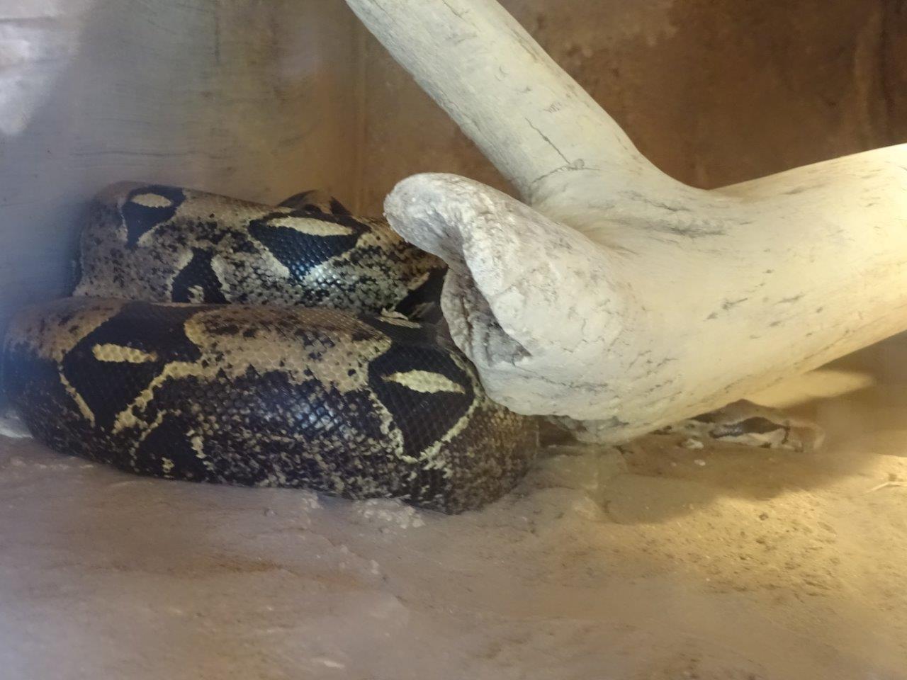 03/05/17 - Red-tailed boa