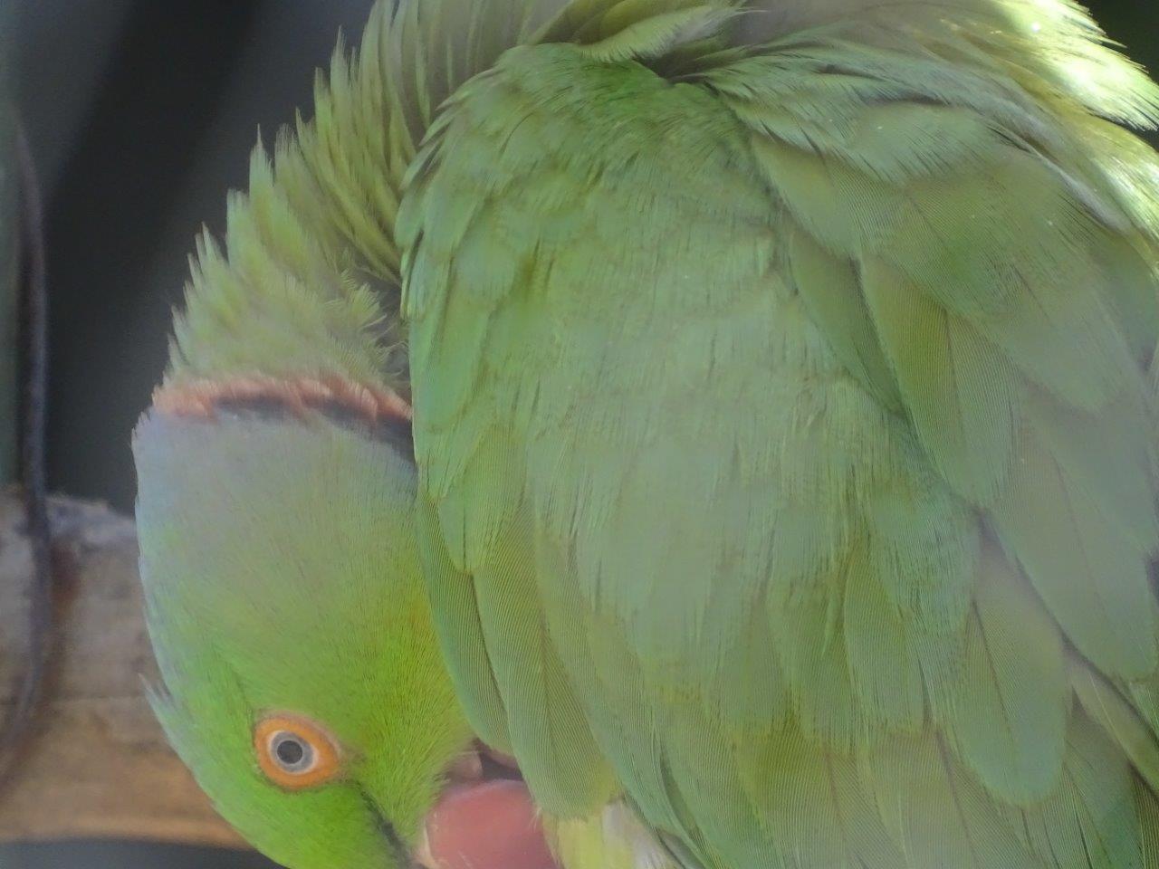 03/05/17 - Ring-necked parakeet