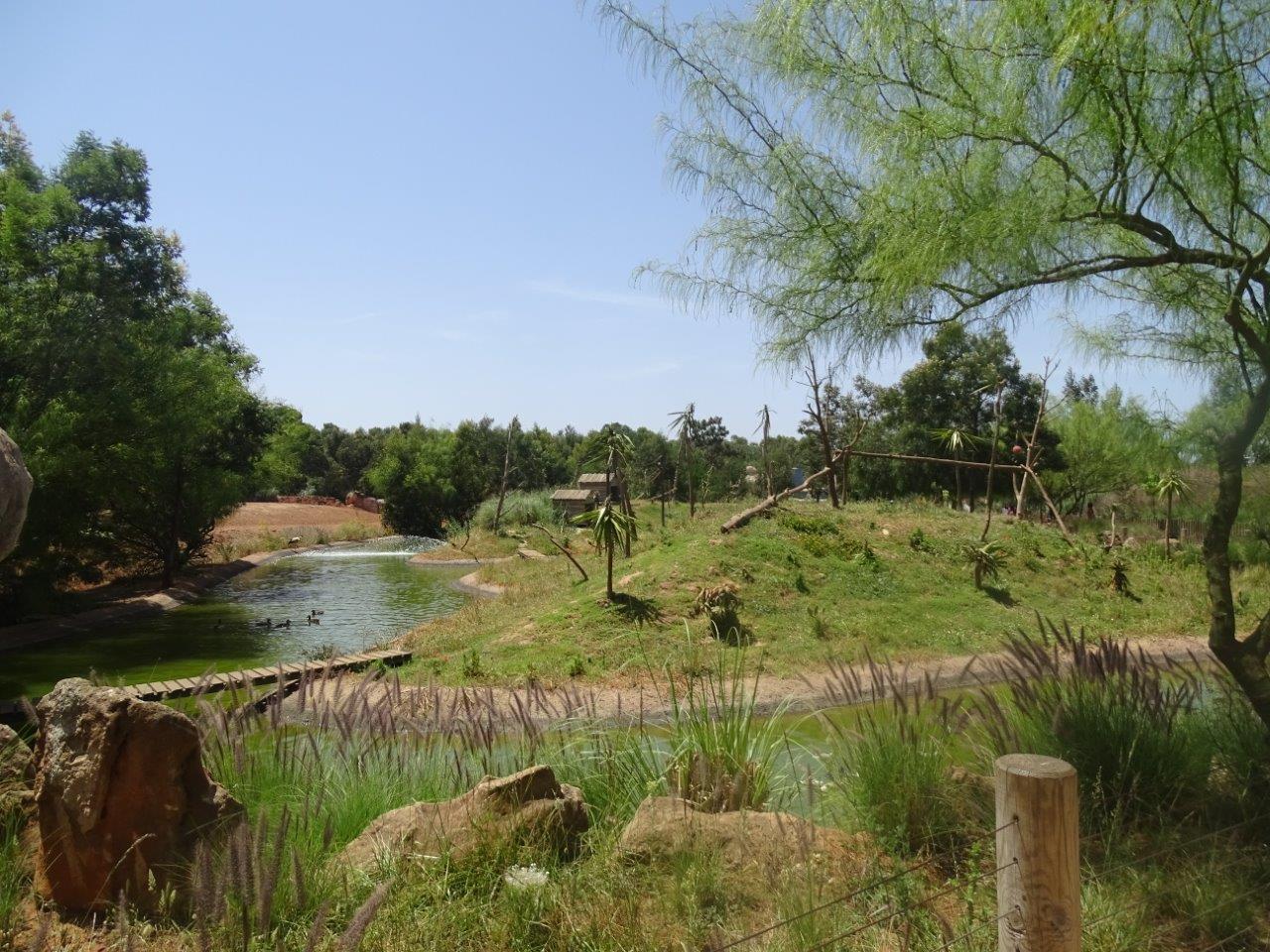 03/05/17 - Ring-tailed lemur (island)