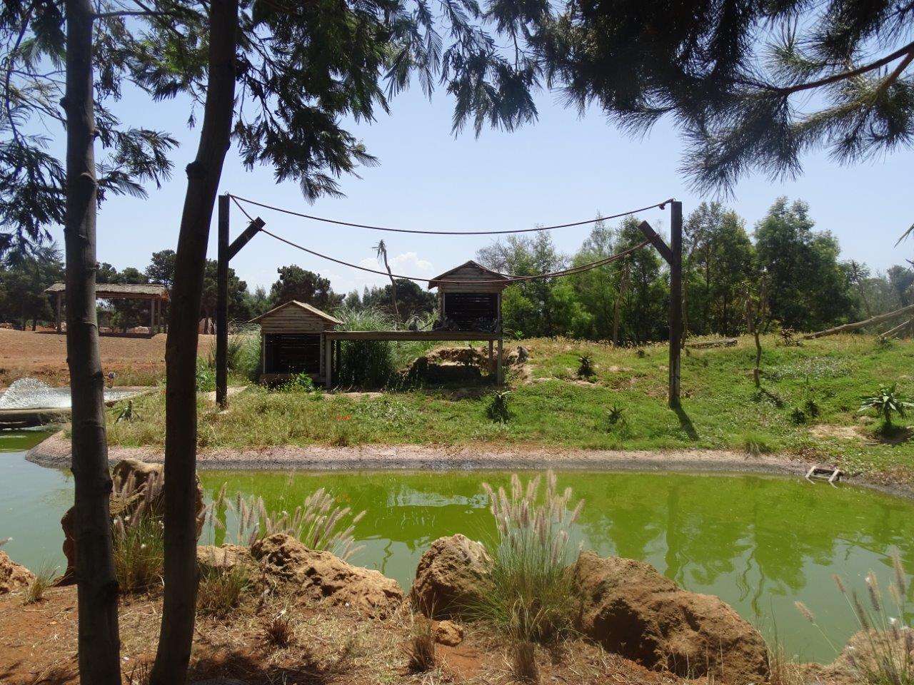 03/05/17 - Ring-tailed lemur (island)