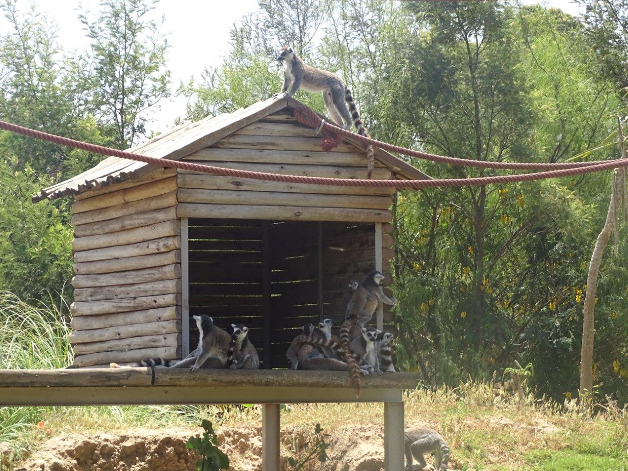03/05/17 - Ring-tailed lemur