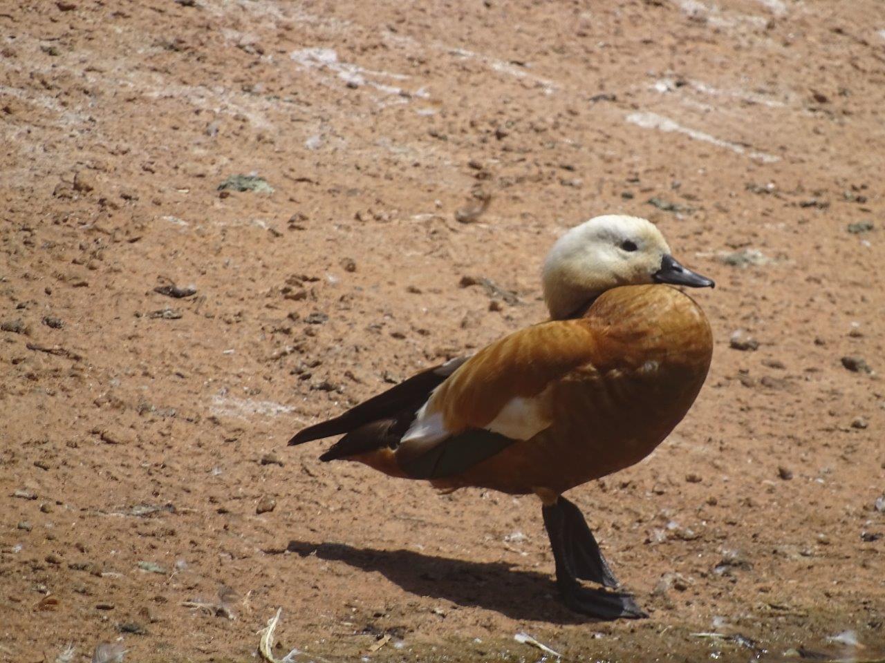 03/05/17 - Ruddy shelduck