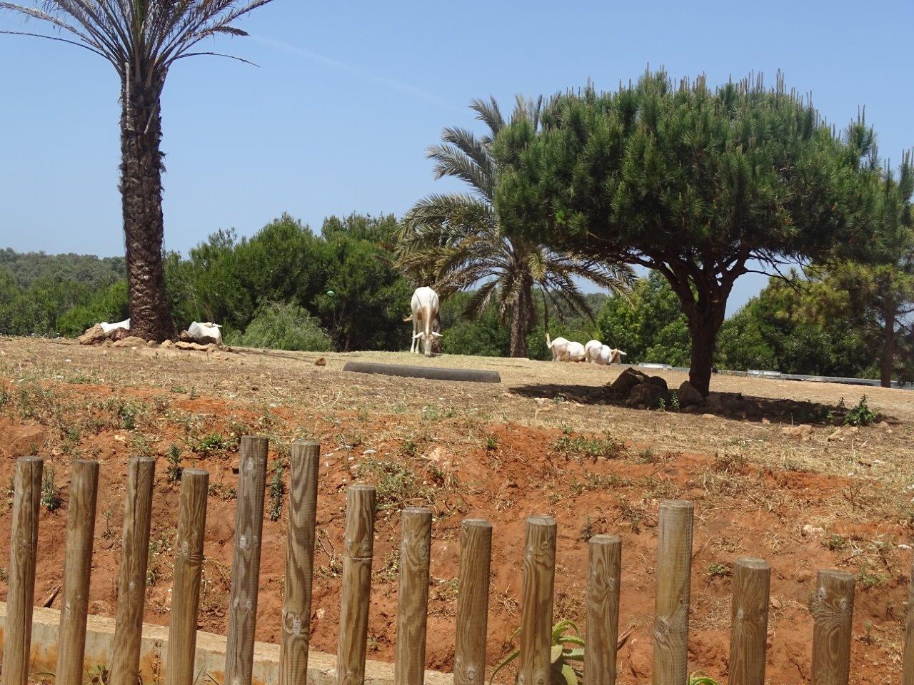 03/05/17 - Scimitar-horned oryx