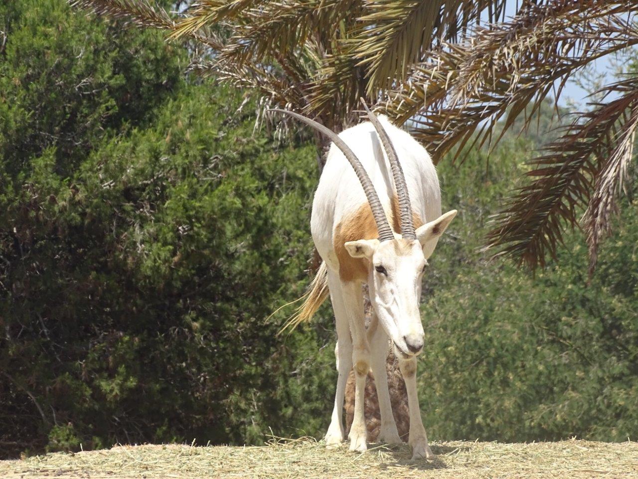 03/05/17 - Scimitar-horned oryx