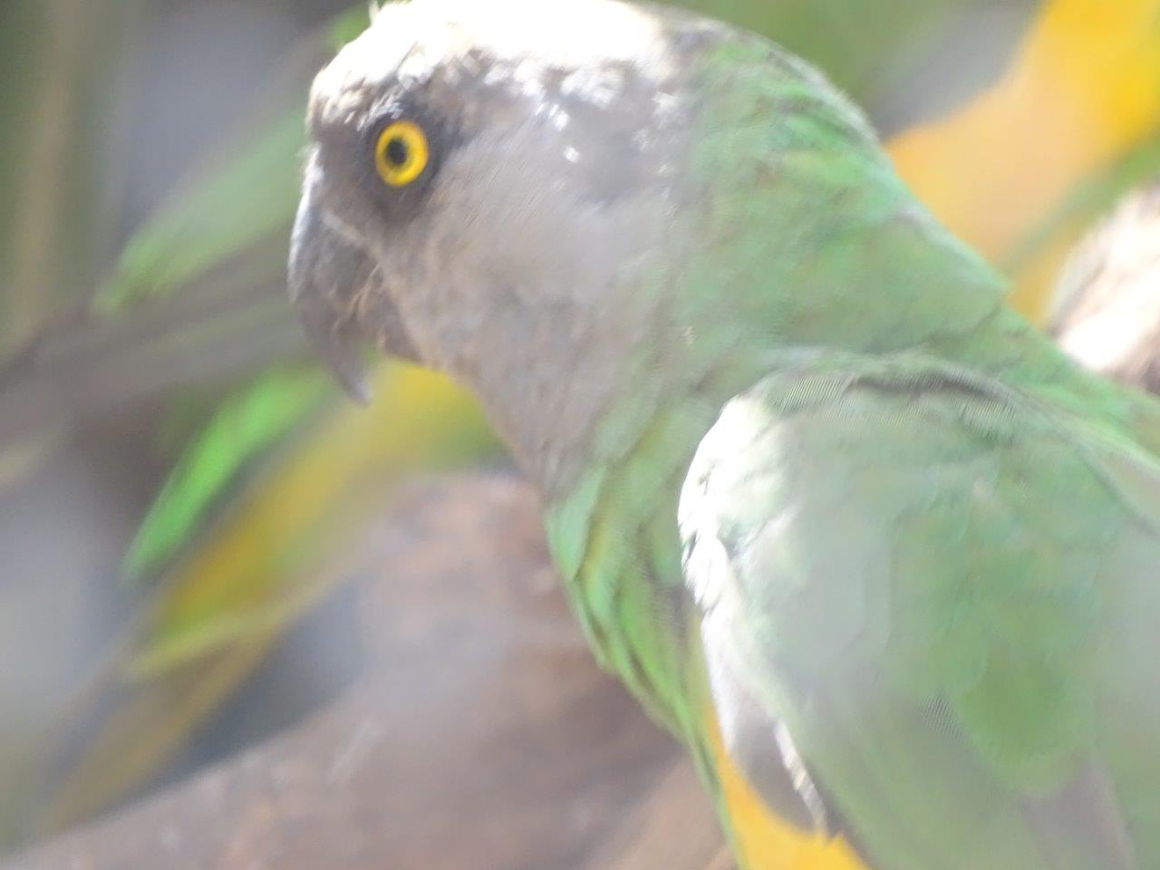 03/05/17 - Senegal parrot