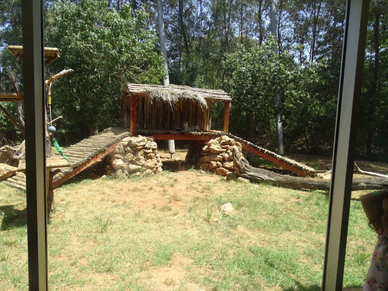 03/05/17 - Serval (exhibit)