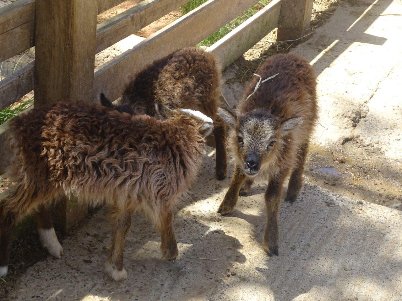 03/05/17 - Soay sheep