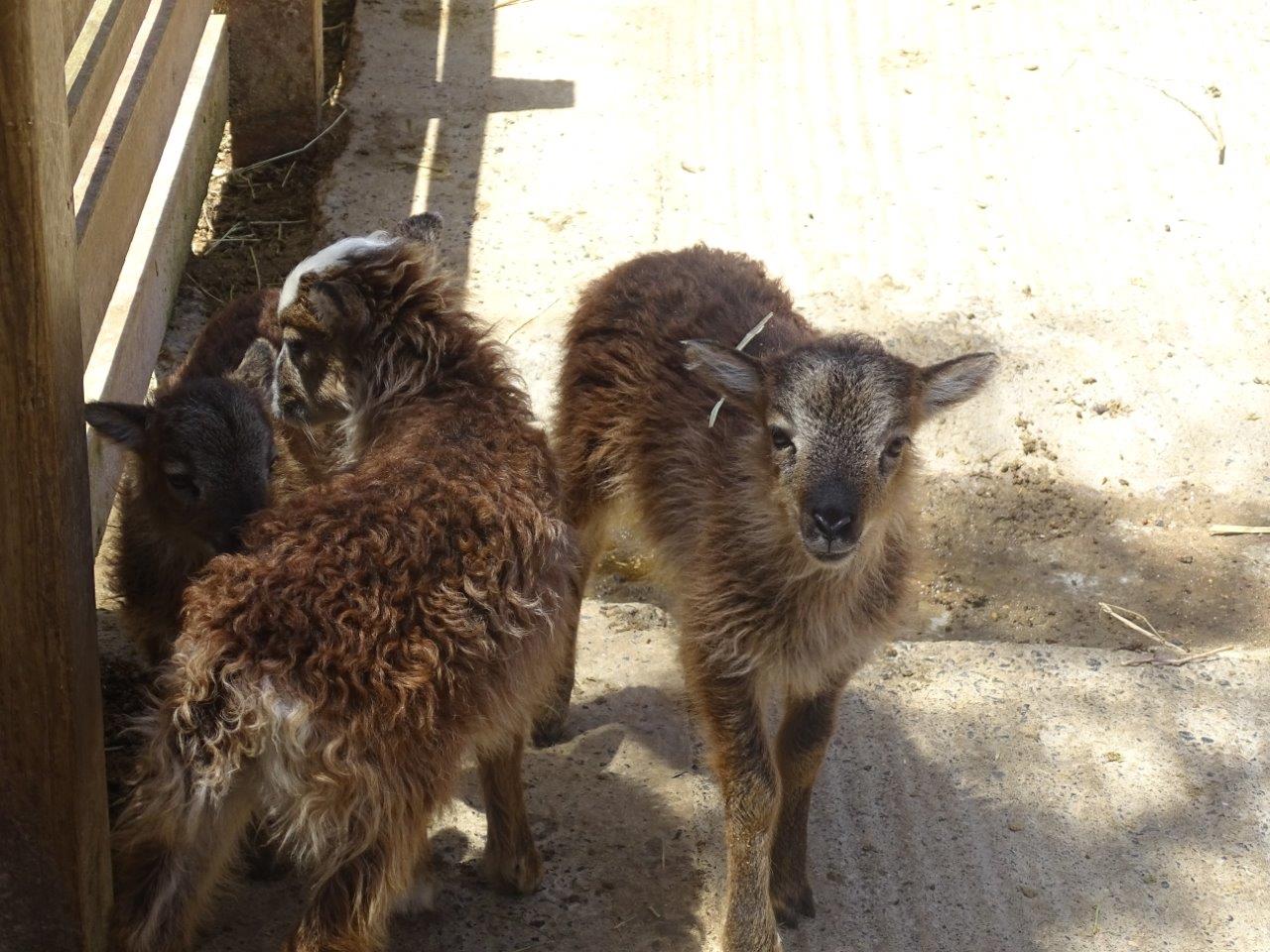 03/05/17 - Soay sheep
