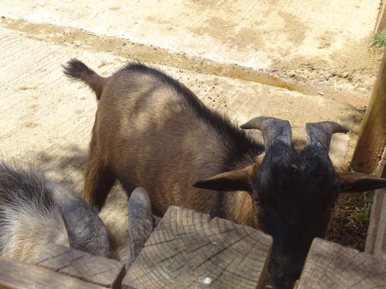 03/05/17 - Soay sheep