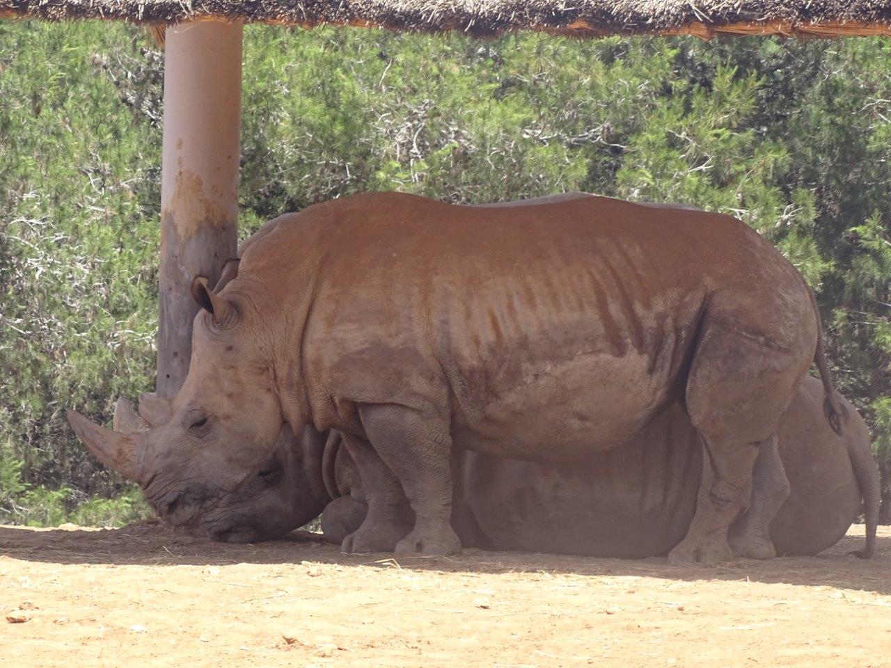 03/05/17 - Southern white rhinoceros
