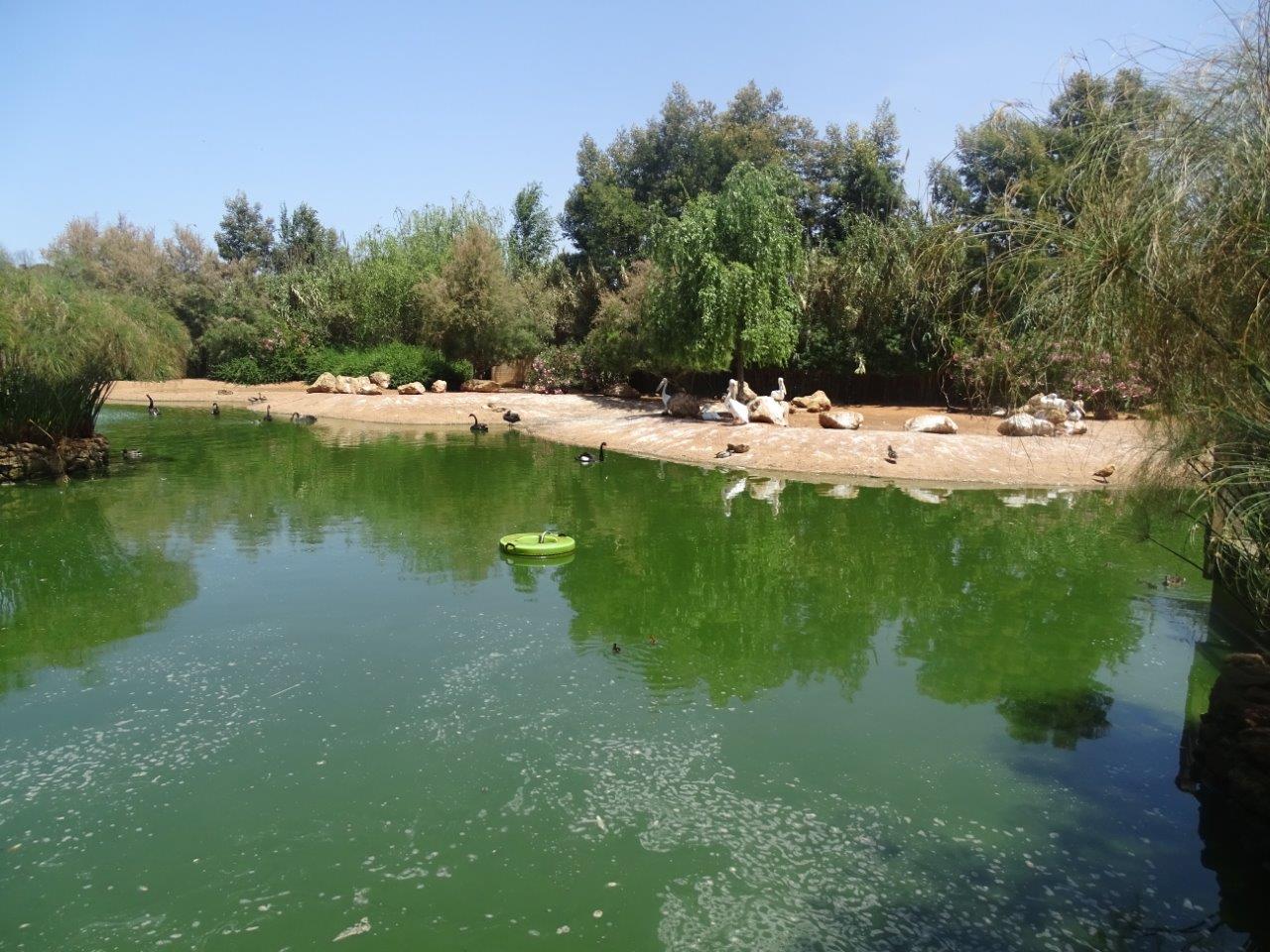 03/05/17 - Waterfowl pond