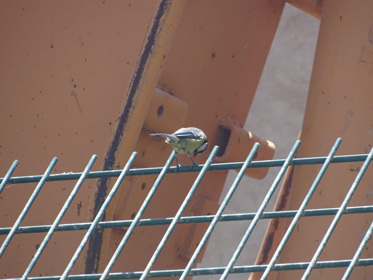 03/05/17 - Wild African blue tit