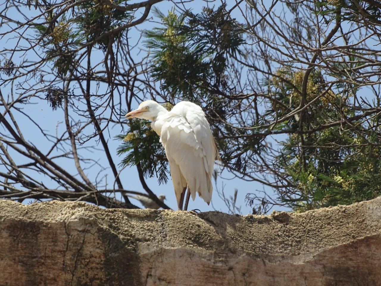 03/05/17 - Wild Cattle egret