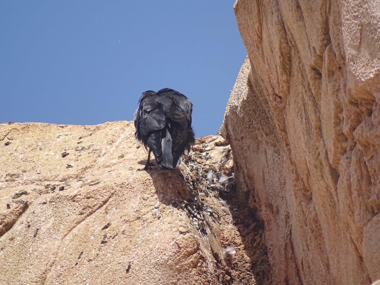 03/05/17 - Wild Jackdaw