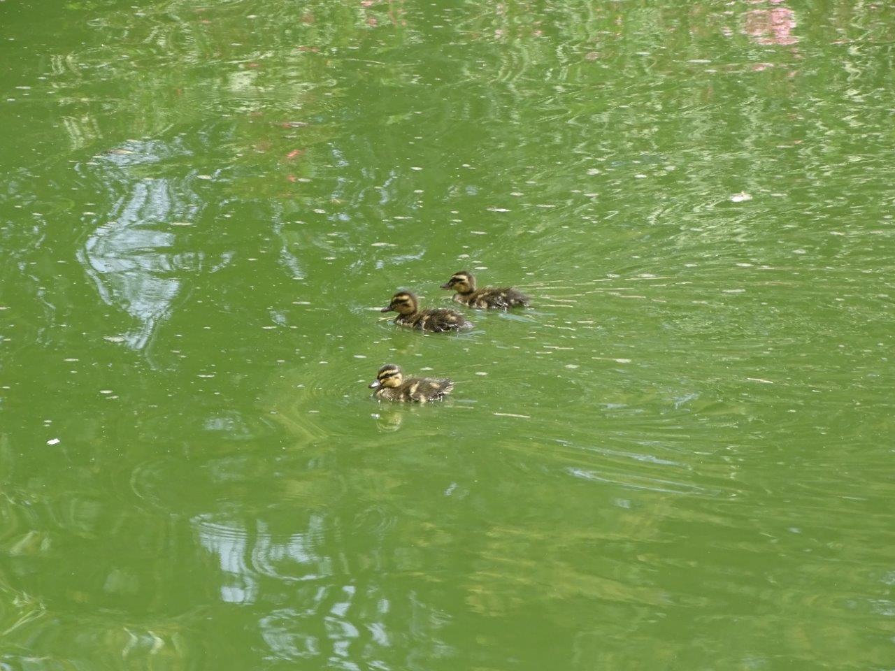 03/05/17 - Wild mallard ducklings