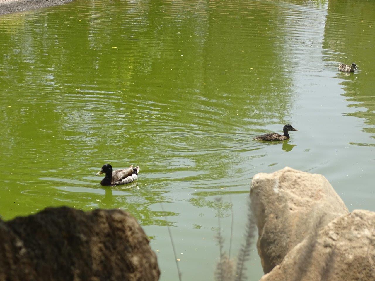 03/05/17 - Wild mallard