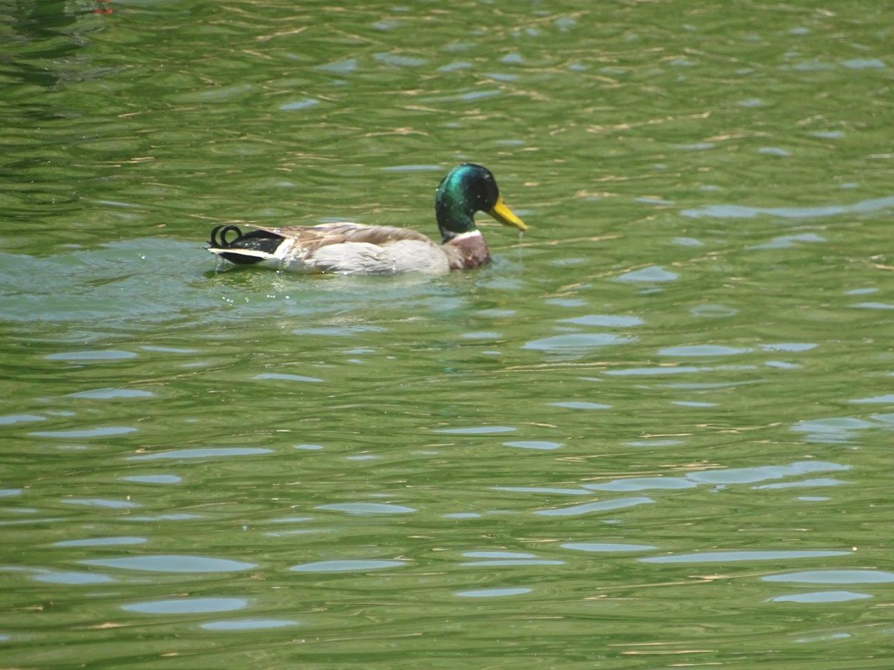 03/05/17 - Wild mallard