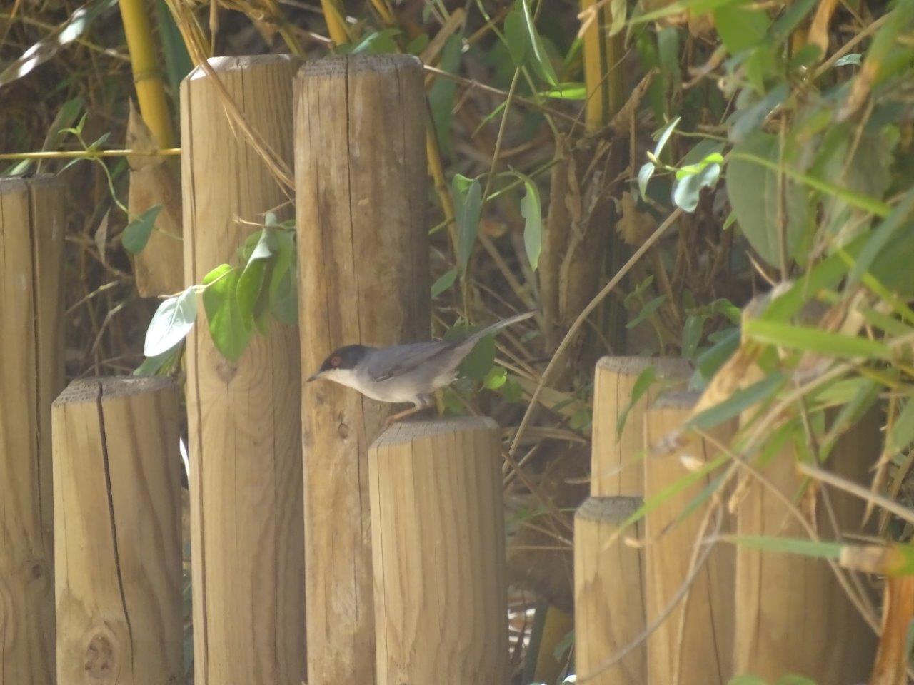 03/05/17 - Wild Sardinian warbler