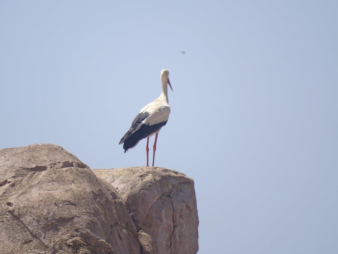 03/05/17 - Wild White stork