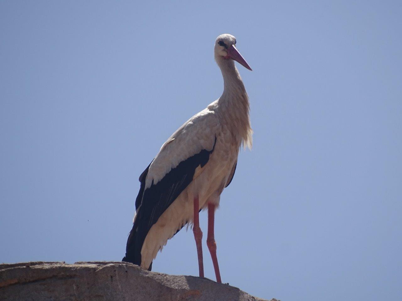 03/05/17 - Wild White stork