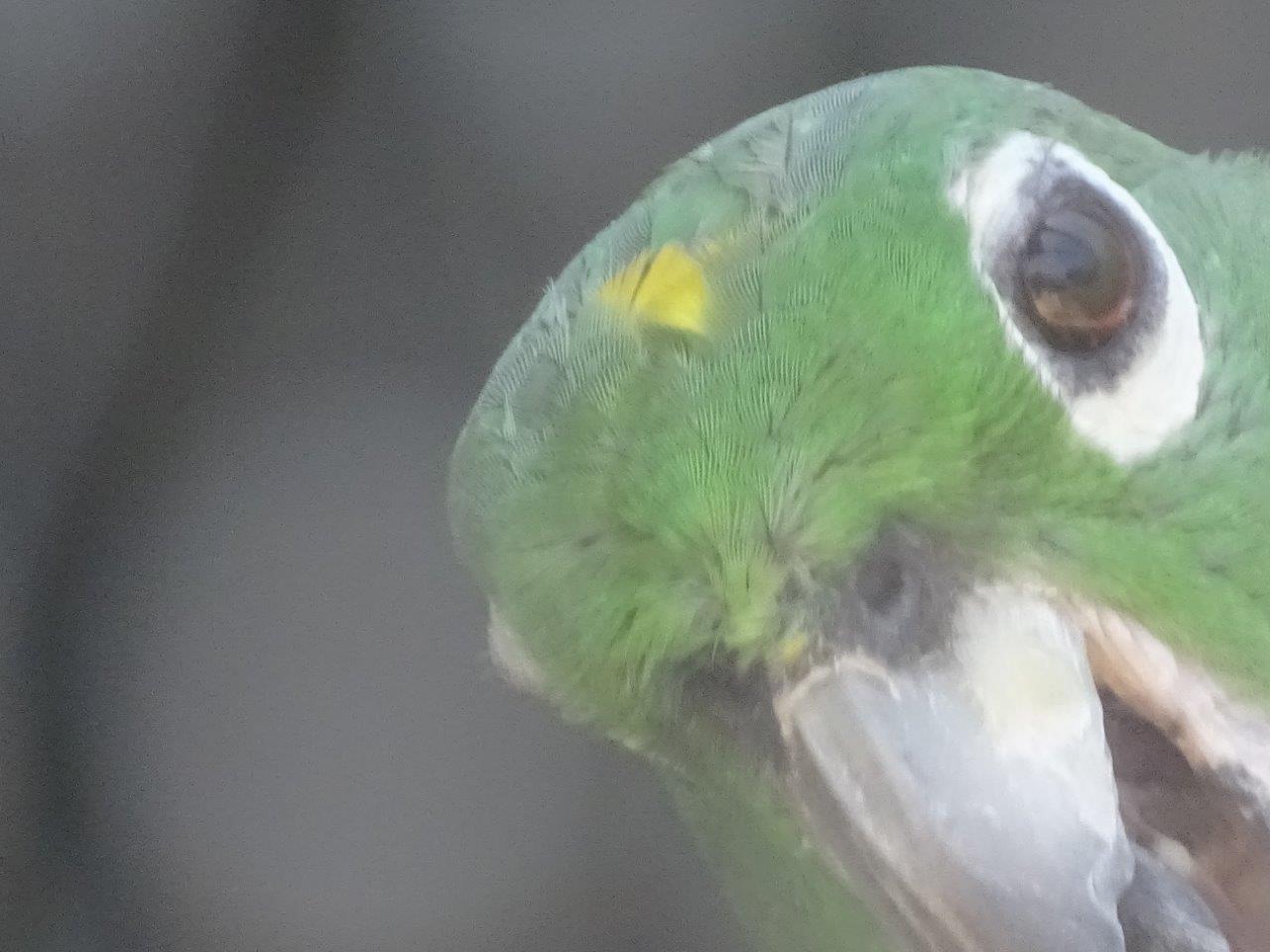 03/05/17 - Yellow-crowned amazon