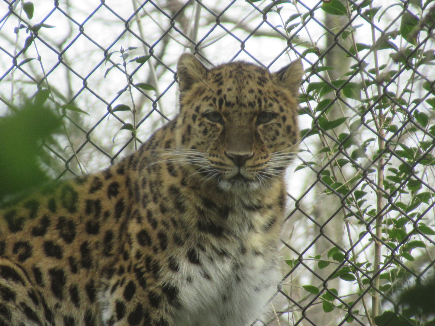 03-2023 Amur Leopard