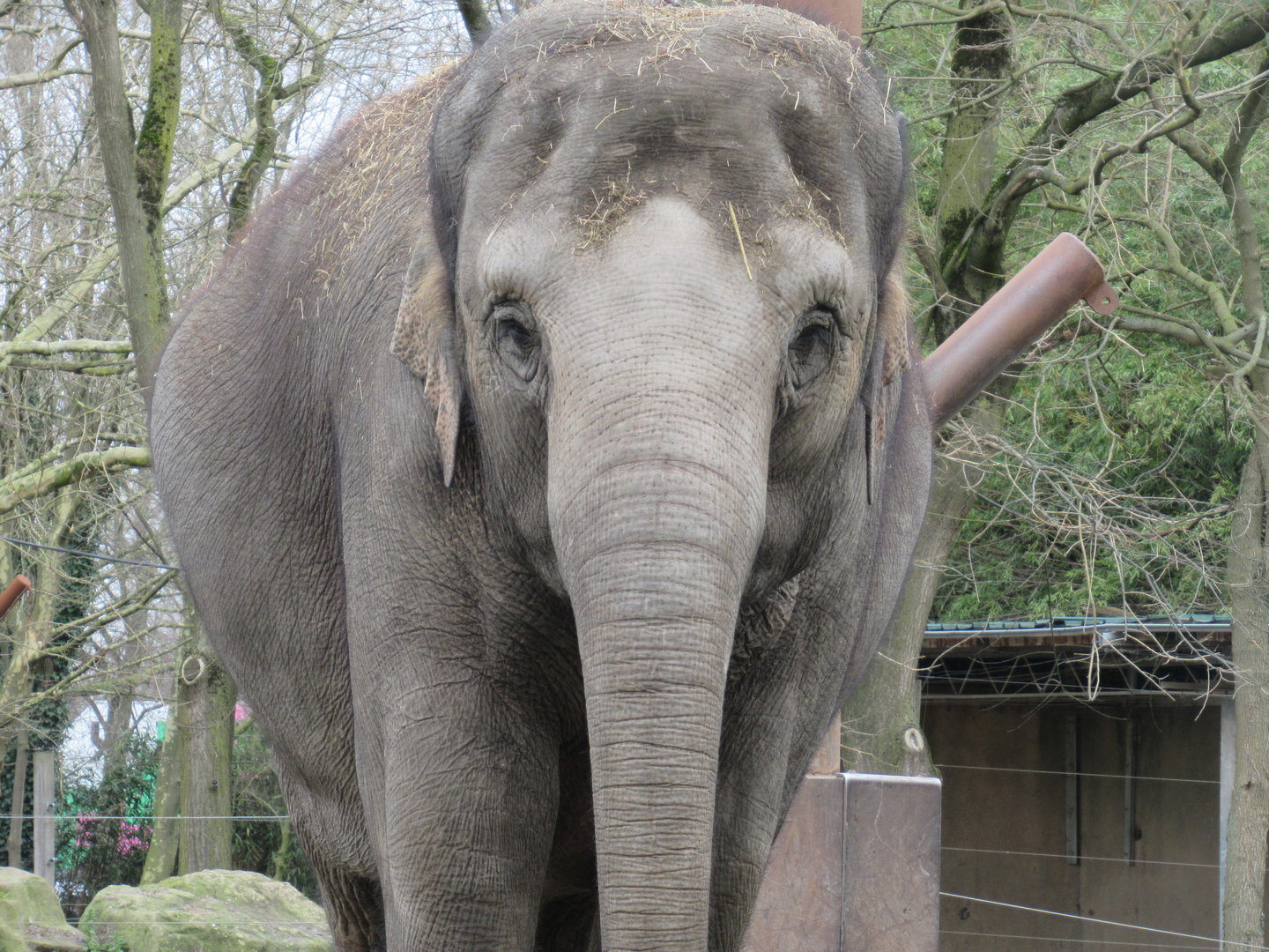 03-2023 Asian elephant, adult female 'Bangka'