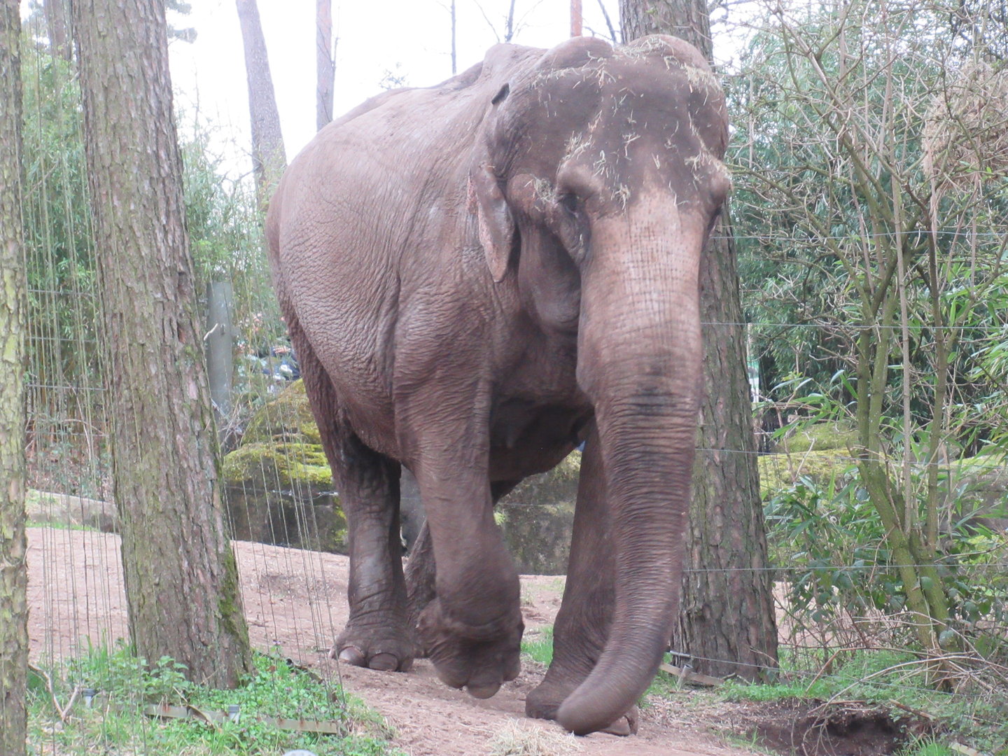 03-2023 Asian Elephant 'Pinky'