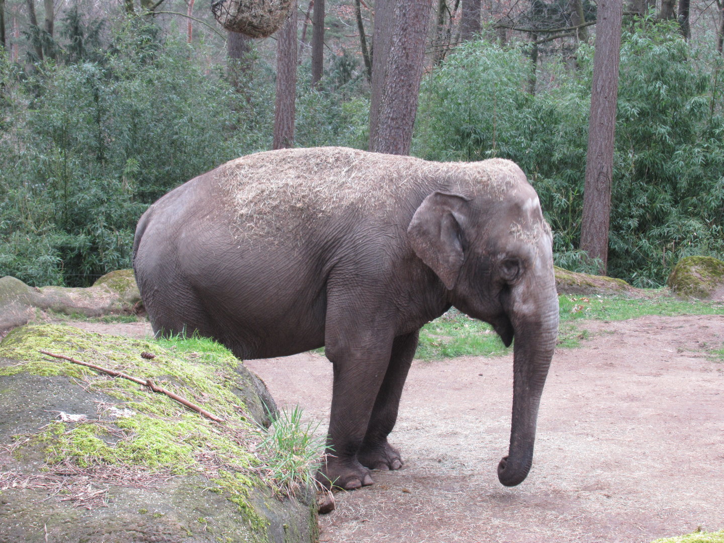 03-2023 Asian Elephant 'Seba'