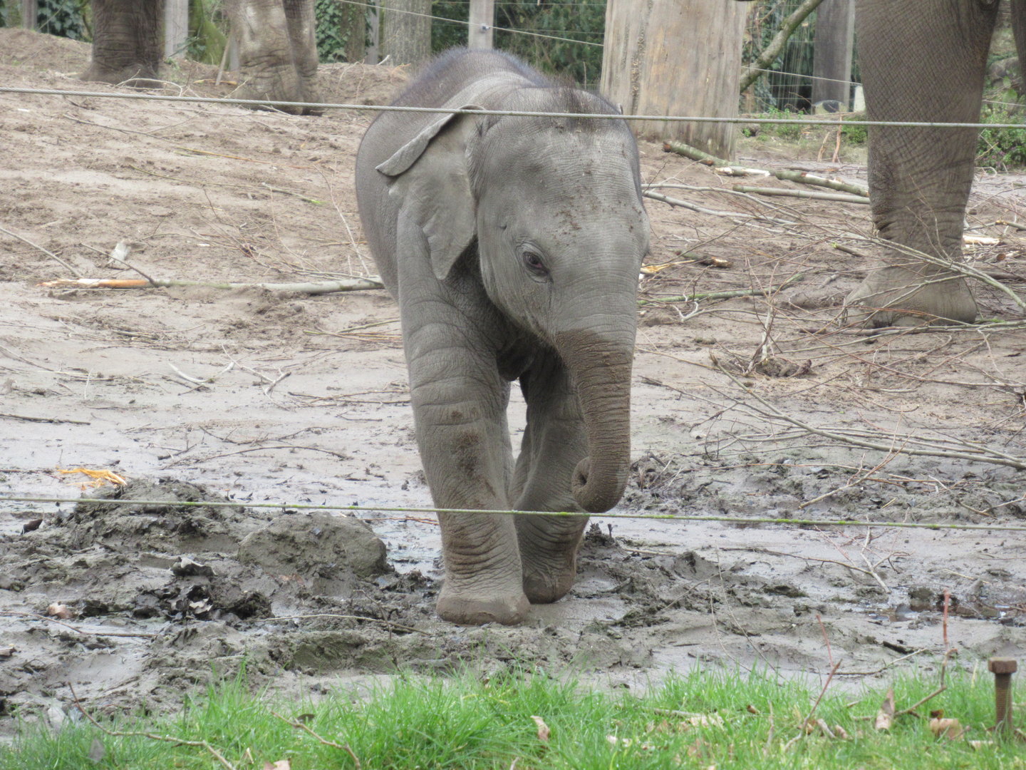 03-2023 Asian elephant, young male 'Maxi'
