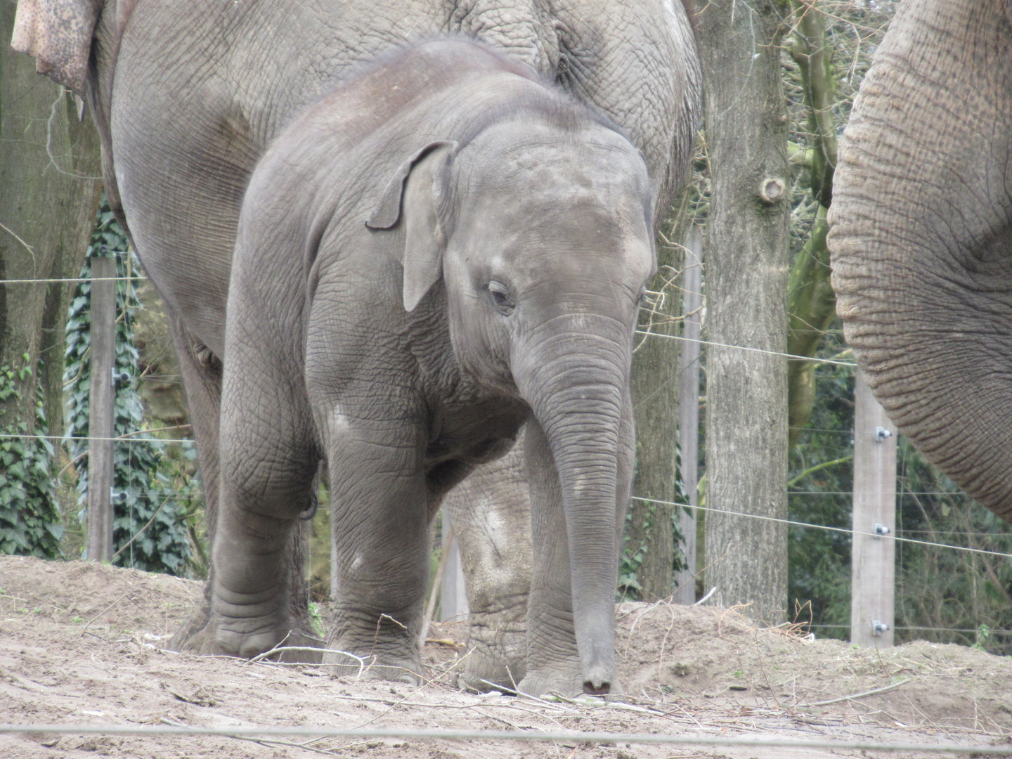 03-2023 Asian elephant, young male 'Radjik'