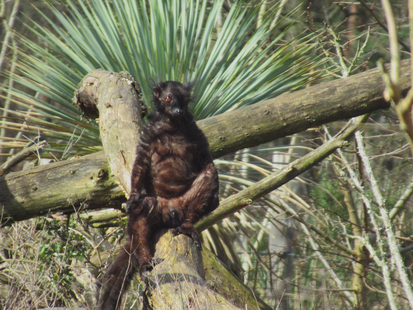 03-2023 Black lemur