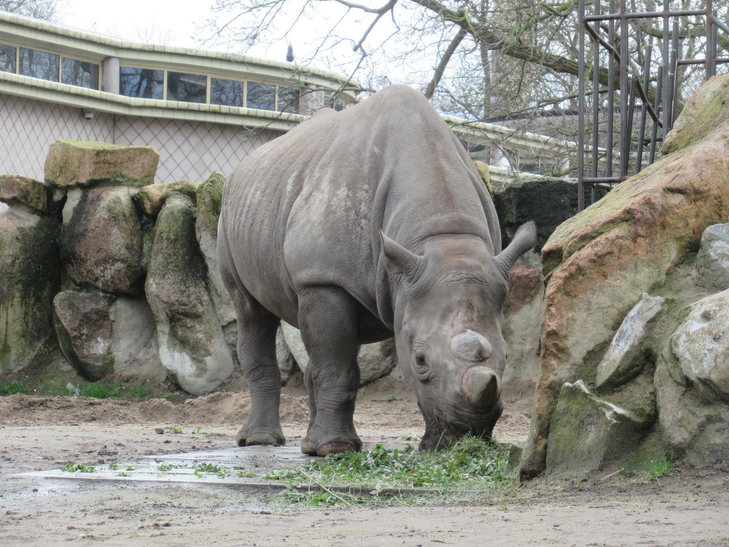 03-2023 Black Rhinoceros female 'Naima'