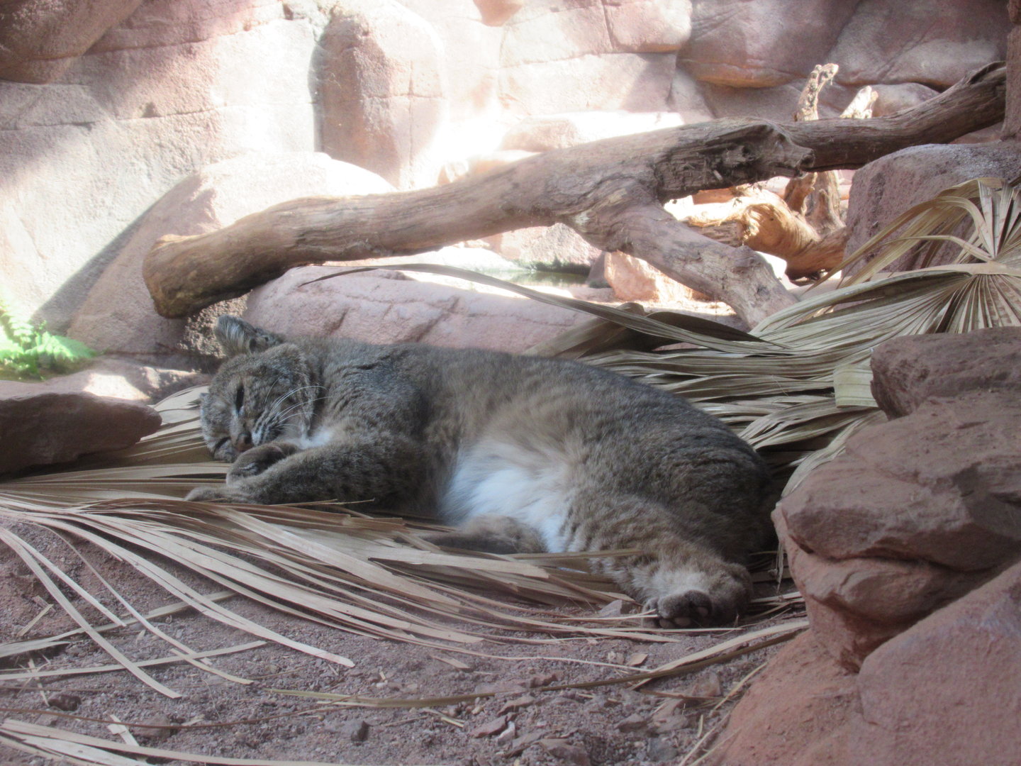 03-2023 Bobcat