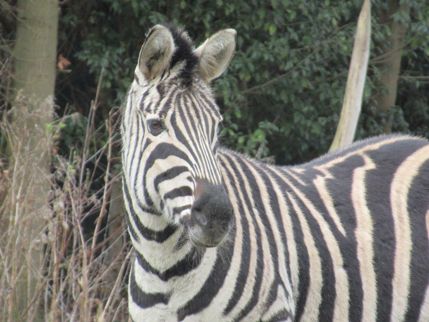 03-2023 Chapman's Zebra