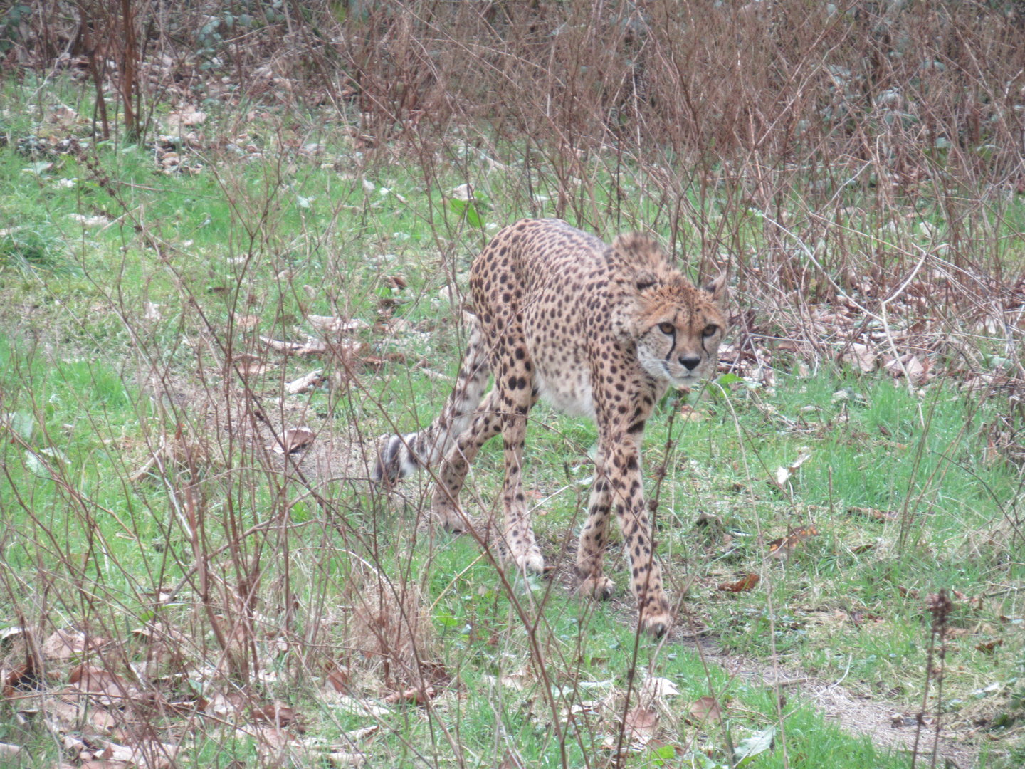 03-2023 Cheetah