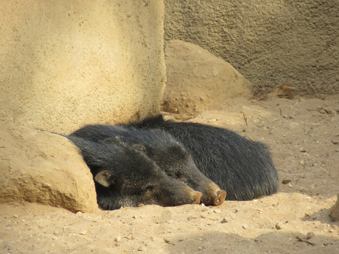 03-2023 Collared peccary