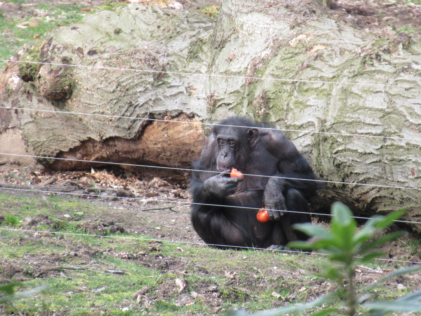 03-2023 foraging Chimpansee