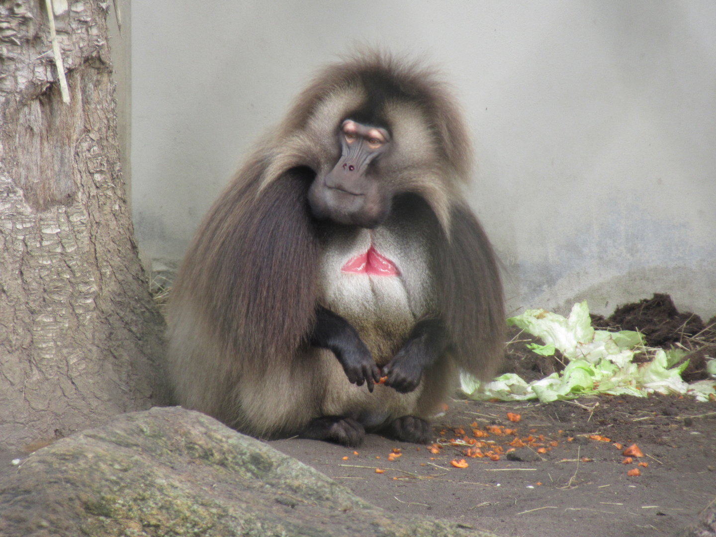 03-2023 Gelada monkey (male)