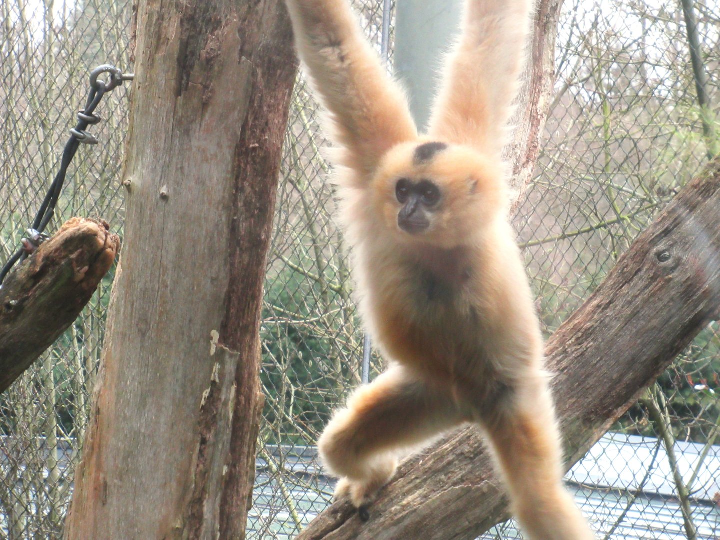 03-2023 Golden-cheeked gibbon