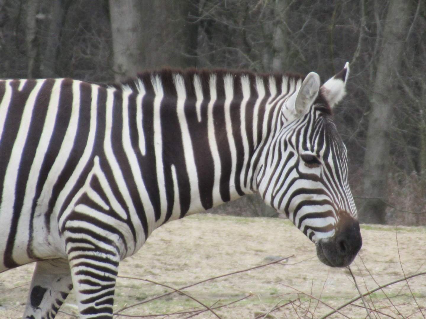 03-2023 Grant's zebra