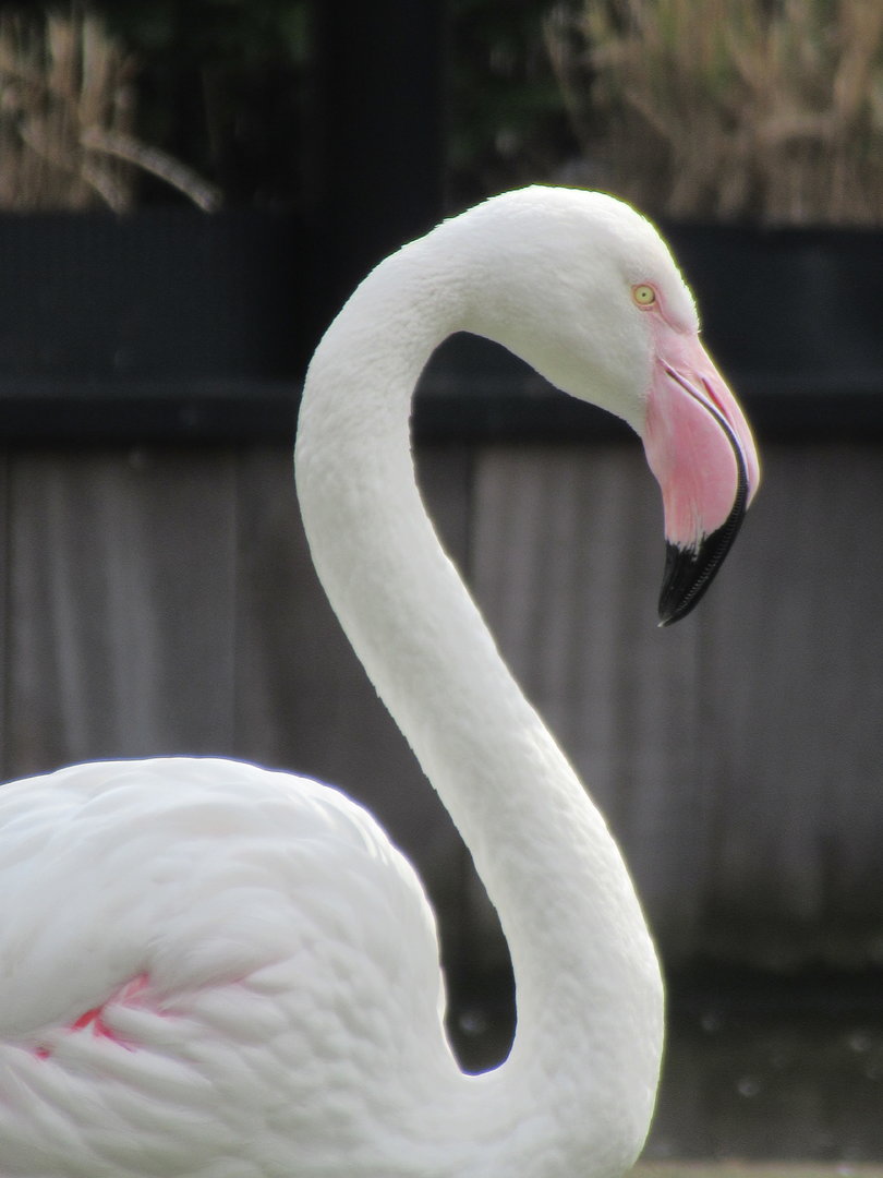 03-2023 Greater Flamingo